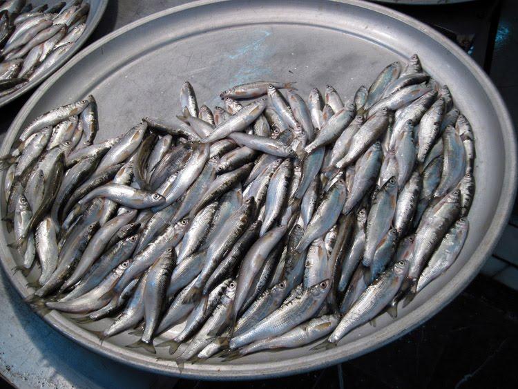 روش صید ماهی شاه کولی و کاس ماهیگیری در دریای خزر شمال